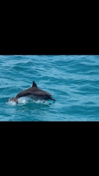 Let them play free !! 
Dolphins 🐬 playing around 
Yacht Fascination Maldives trips !!

www.fascinationmaldives.com 

#fascination #fascinationmaldives #dolphins #dolphins🐬 #playfulldolphin🐬🐬 #sealifeinmaldives #sealife #dolphinphotography