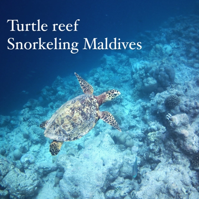 The turtles 🐢 reef snorkeling adventure on yacht Fascination !!
This is one of our excursions we offer on our snorkeling & island hopping cruise trips on luxury yacht 🛥️ Fascination in the Maldives 🇲🇻 

Join us for the adventure with your family or friends 

Email us: info@fascinationmaldives.com
WhatsApp Maxine: +33609870931 

www.fascinationmaldives.com 

#turtles #turtle🐢 #turtlereef #seaturtle #turtleadventure #seaturtlesadventures #maldivesseaturtle #maldives #maldivescruise #maldiv #thesunwillshineonusagain #wounderful_places #livelifetothefullest #lovemaldives #yachtadventure