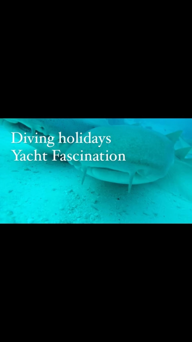 Come and join us on a fabulous diving holidays in the splendors of the Maldives 🇲🇻 on a private luxury yacht 🛥️ Fascination 
Book for your family or group of friends 
3 cabins with bathrooms 
Up to 6 guests 
Diving every day, 2 or 3 times a day and night dive !
Dive master only for you ! no crowds !

Book now 
Availability still in November 
February and March 2025

Email 📧 us
Info@fascinationmaldives.com

WhatsApp : +33609870931

🌏 www.fascinationmaldives.com 

#Worldyachtgroup #maldivesfishingcharter #diving #divingtrip #diving_photography #divingtrip #divingholiday